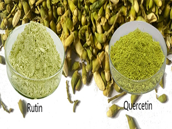 Is Rutin Extract The Same As Quercetin Extract?